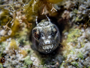 "In My Face" 
Close up of a Blenny. by Chase Darnell 